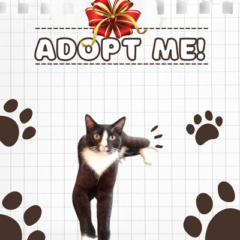 adoption template (400 × 500 px)