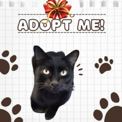 adoption template (400 × 500 px)(2)